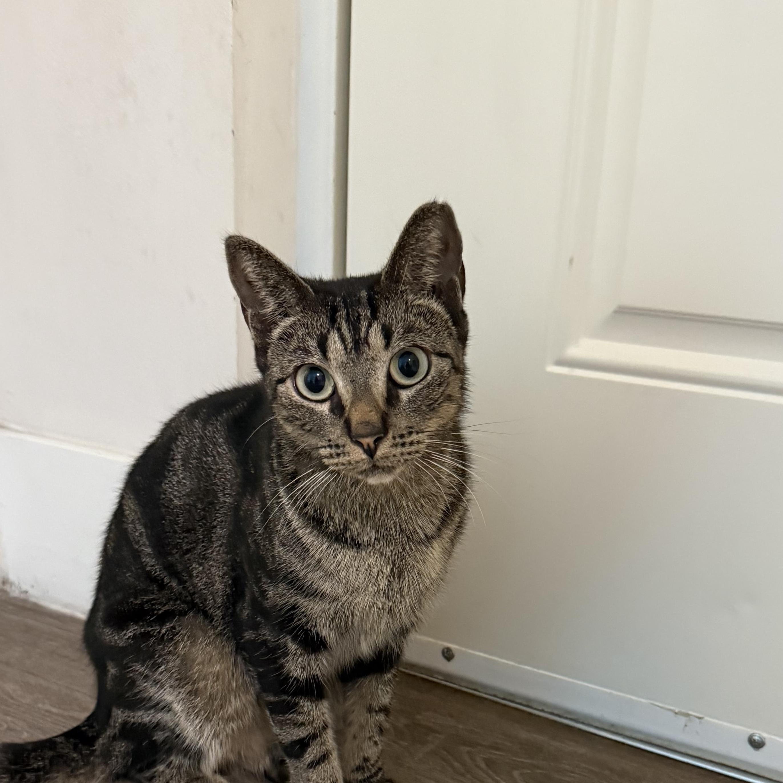 Lupe, Adoptable, Adult Female Domestic Short Hair.