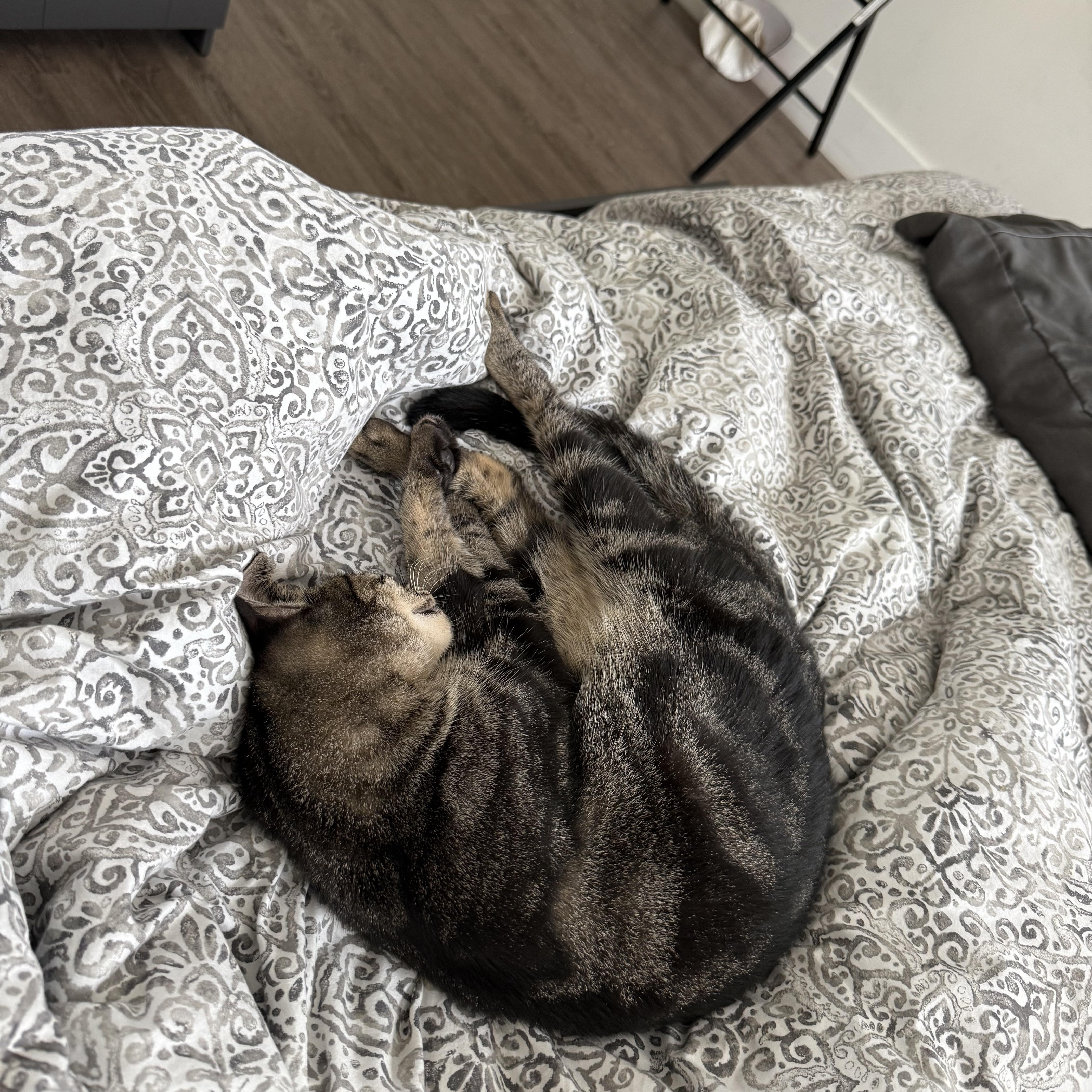 Enlarge Lupe, a Adoptable Domestic Short Hair in Miami, FL image 3/3