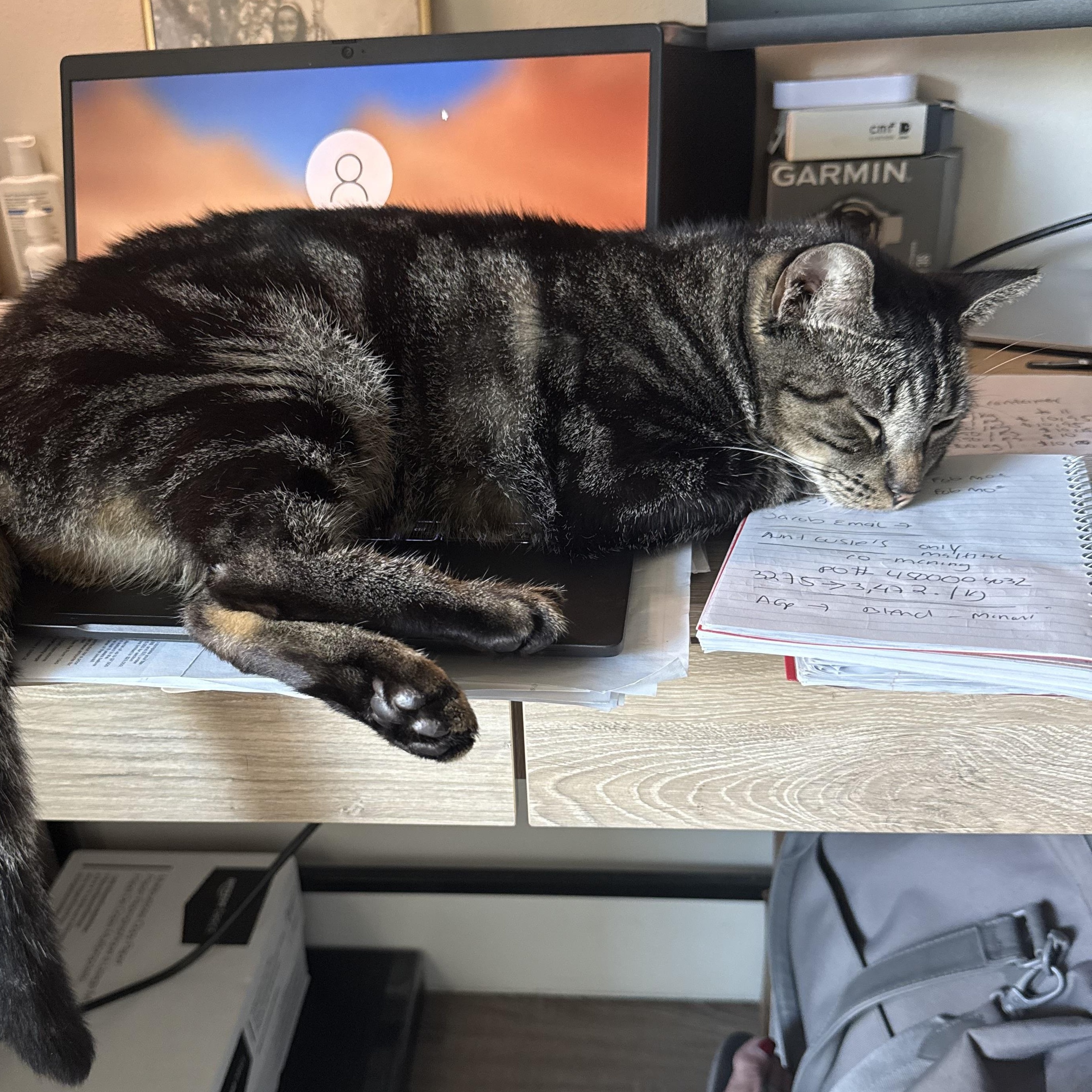 Enlarge Lupe, a Adoptable Domestic Short Hair in Miami, FL image 2/3