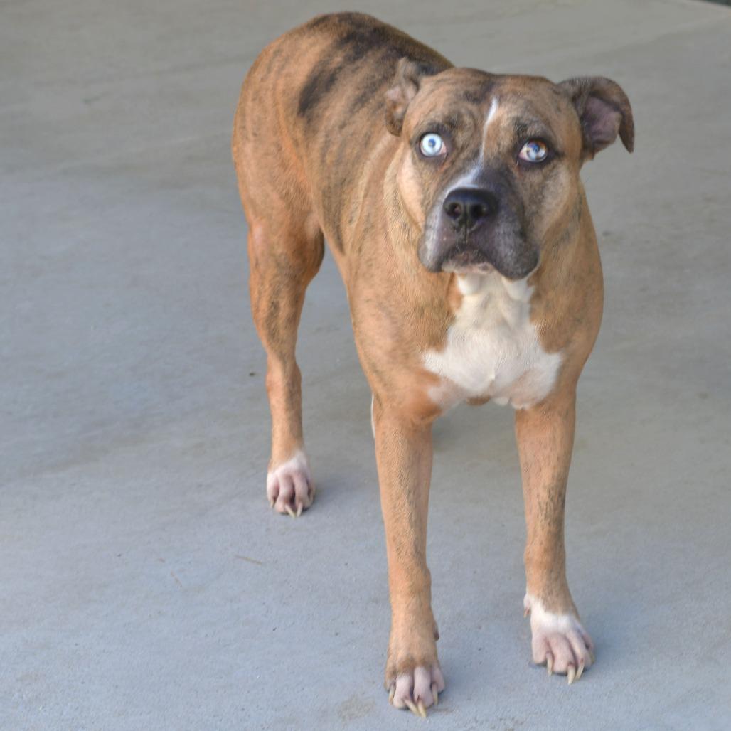 Pebble, Adoptable, Adult Female Pit Bull Terrier & Mixed Breed.