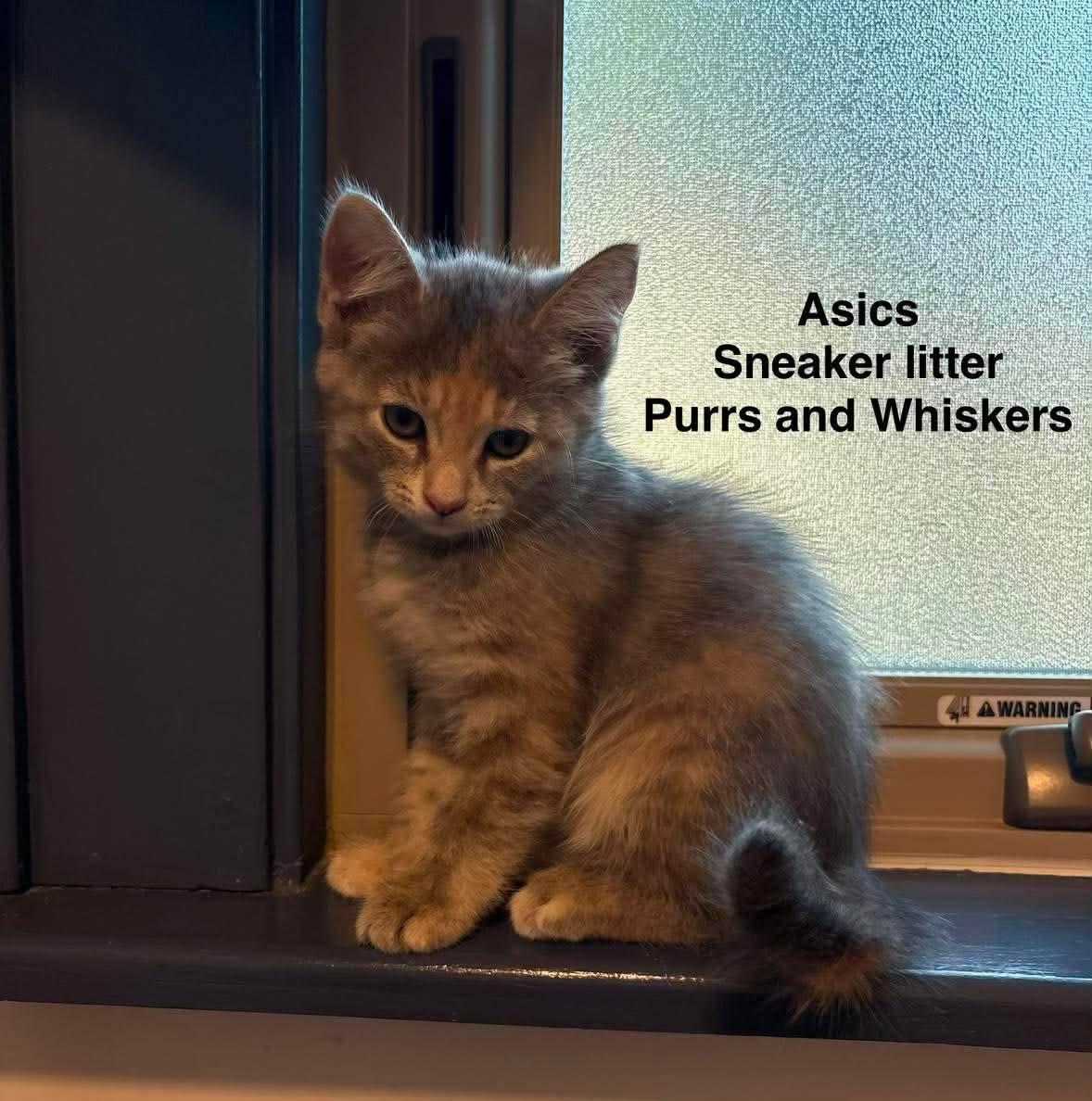 Asics, Adopted, Kitten Female Domestic Short Hair.