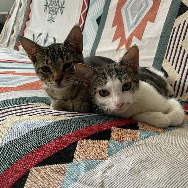 Harper bonded Hayden — thumbnail 4