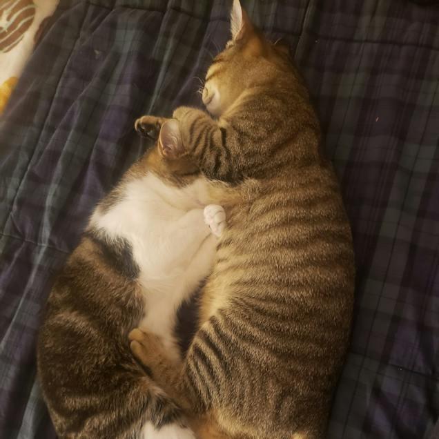 Harper bonded Hayden — thumbnail 5