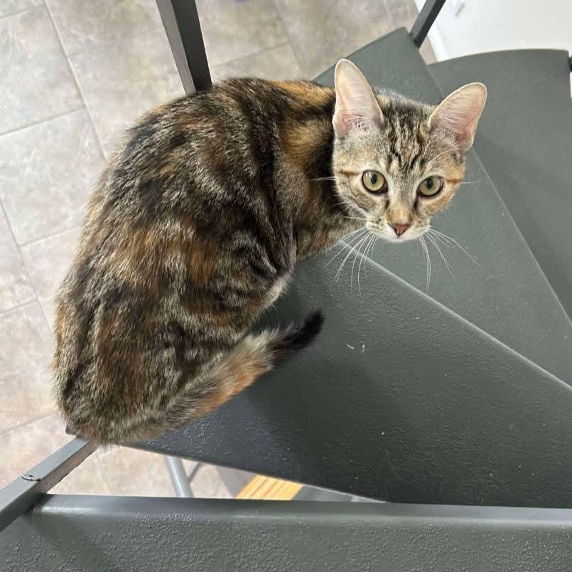 Emma, Adult Female unknown