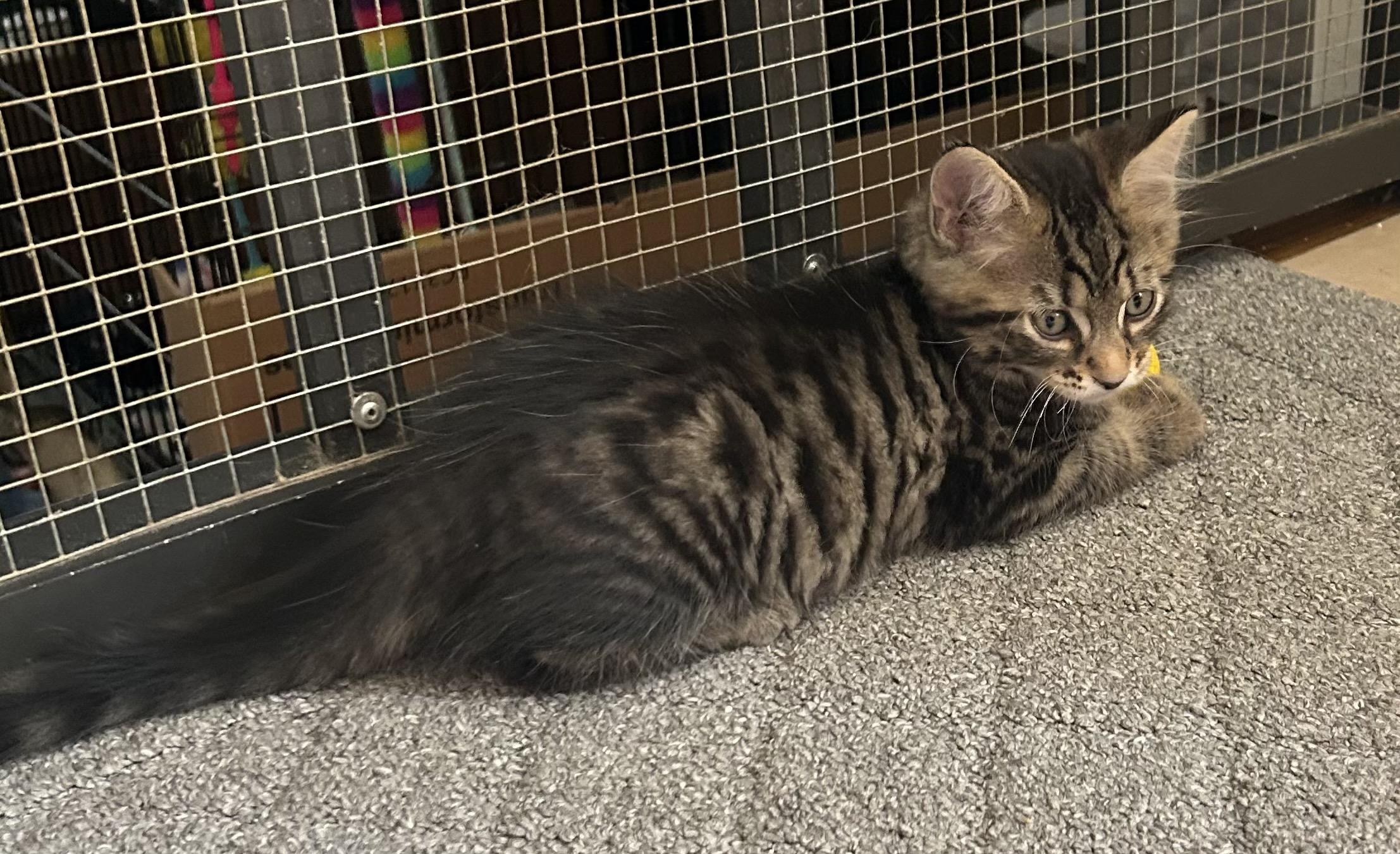 Enlarge Oliver, a Adopted Domestic Medium Hair in New Port Richey, FL image 1/3