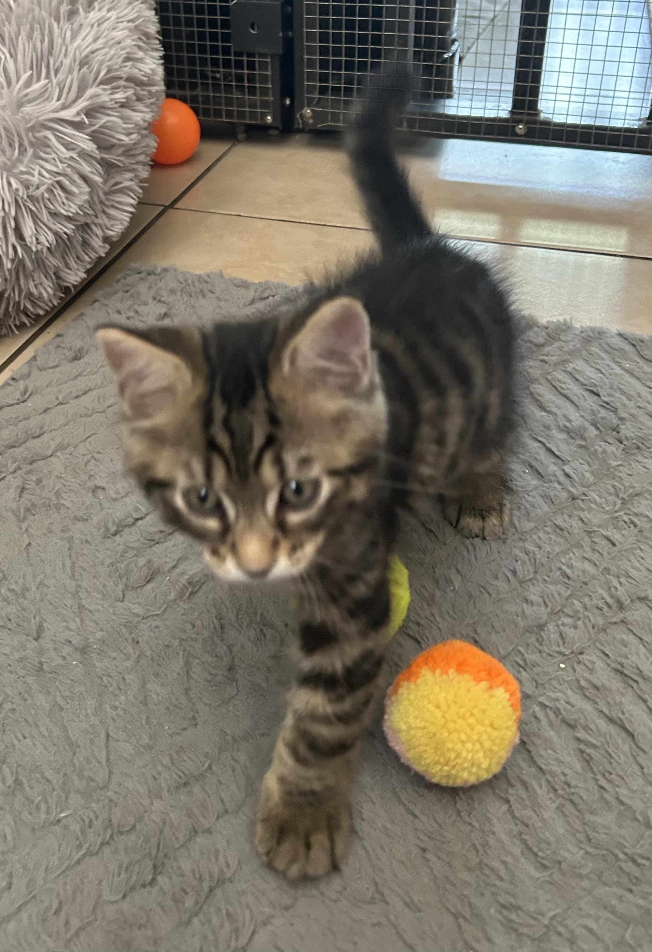 Enlarge Oliver, a Adopted Domestic Medium Hair in New Port Richey, FL image 2/3