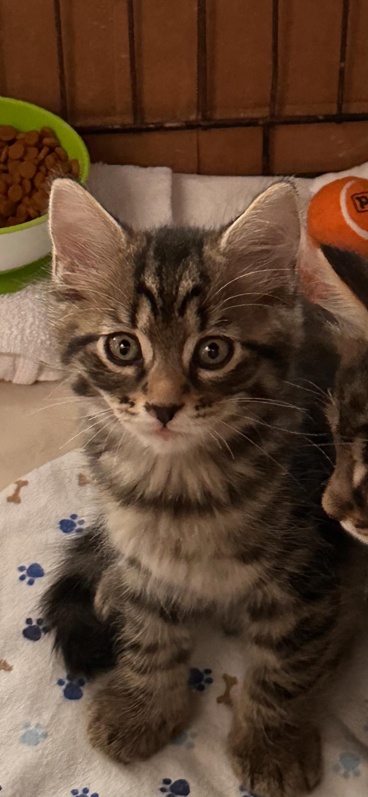 Enlarge Oliver, a Adopted Domestic Medium Hair in New Port Richey, FL image 3/3