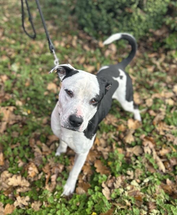 Mojo, Adoptable, Adult Male Pit Bull Terrier & Shepherd.