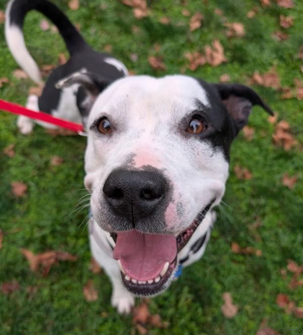 Enlarge Mojo, a Adoptable mixed breed in Vancouver, WA image 2/6