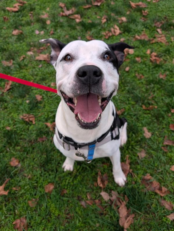 Enlarge Mojo, a Adoptable mixed breed in Vancouver, WA image 3/6