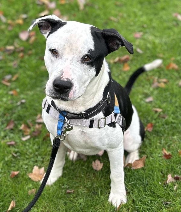 Enlarge Mojo, a Adoptable mixed breed in Vancouver, WA image 4/6