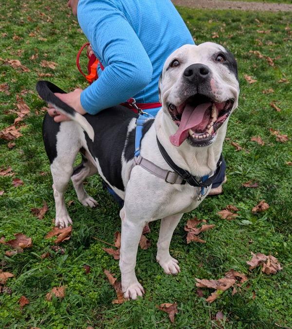 Enlarge Mojo, a Adoptable mixed breed in Vancouver, WA image 5/6