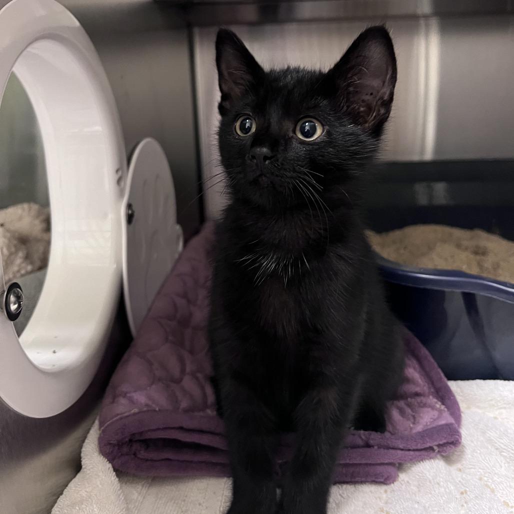 Enlarge Goldenrod, a Adoptable Domestic Short Hair in Sarasota, FL image 1/1