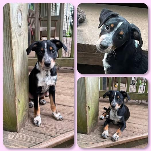 Viper, adopted, Young Female Shepherd.