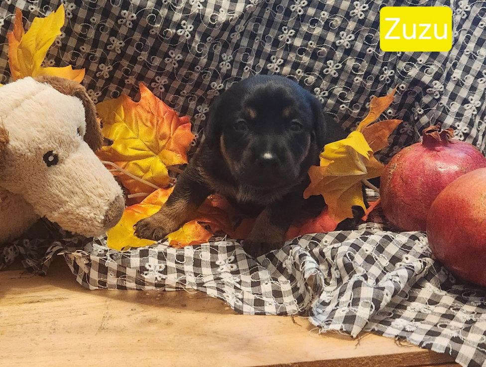 Enlarge Puppy Zuzu, a Adoptable Dachshund in Los Angeles, CA image 1/1