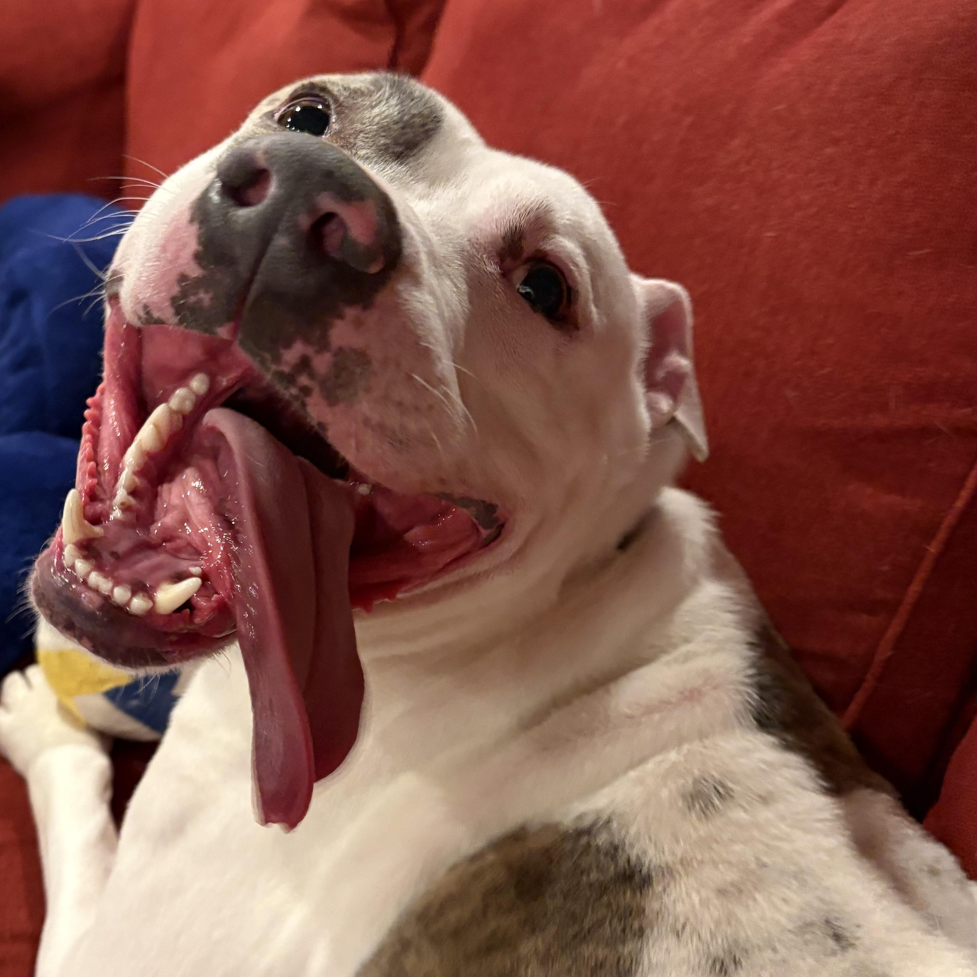 Enlarge Gus, a ADOPTABLE Pit Bull Terrier in Westchester, IL image 2/5