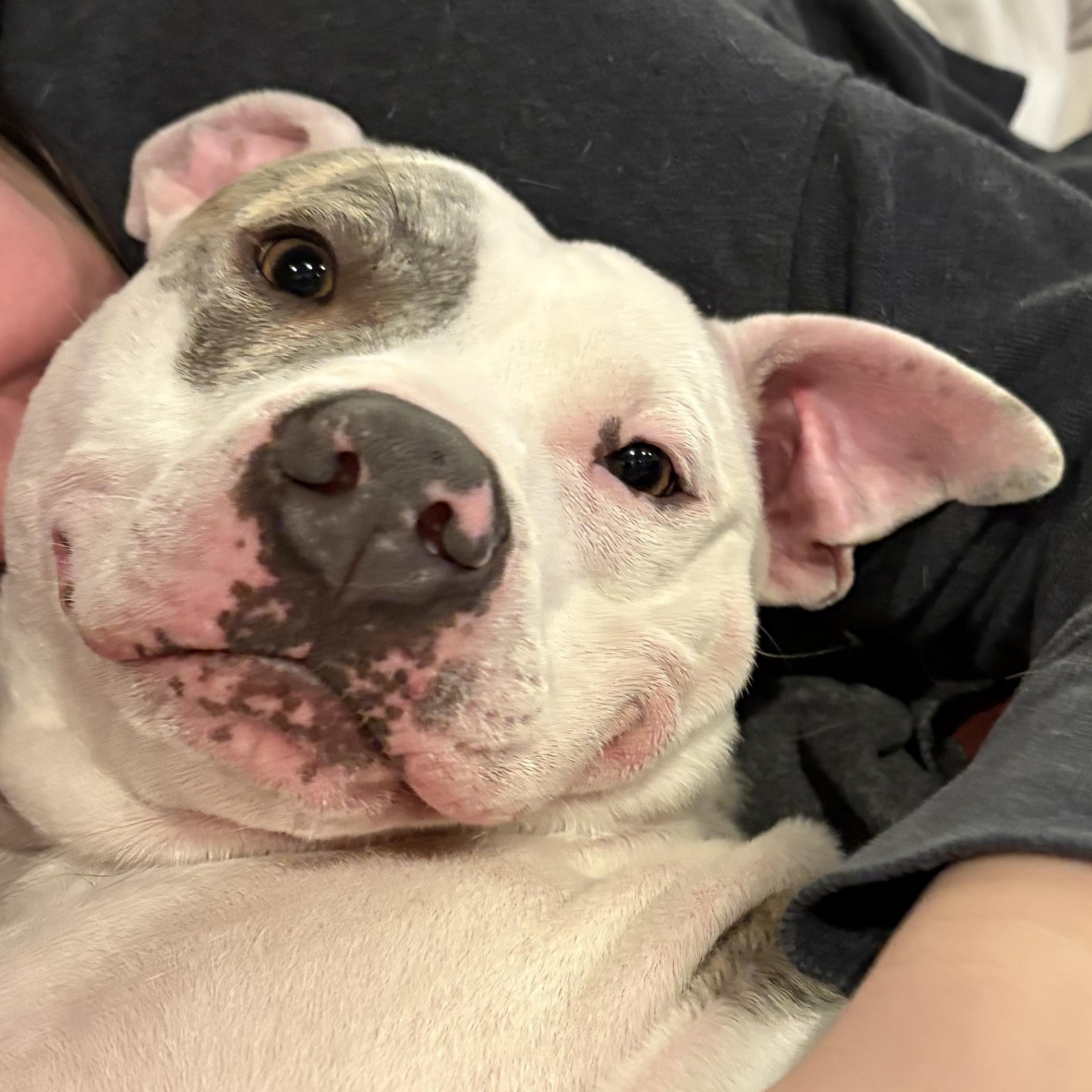 Enlarge Gus, a ADOPTABLE Pit Bull Terrier in Westchester, IL image 5/5