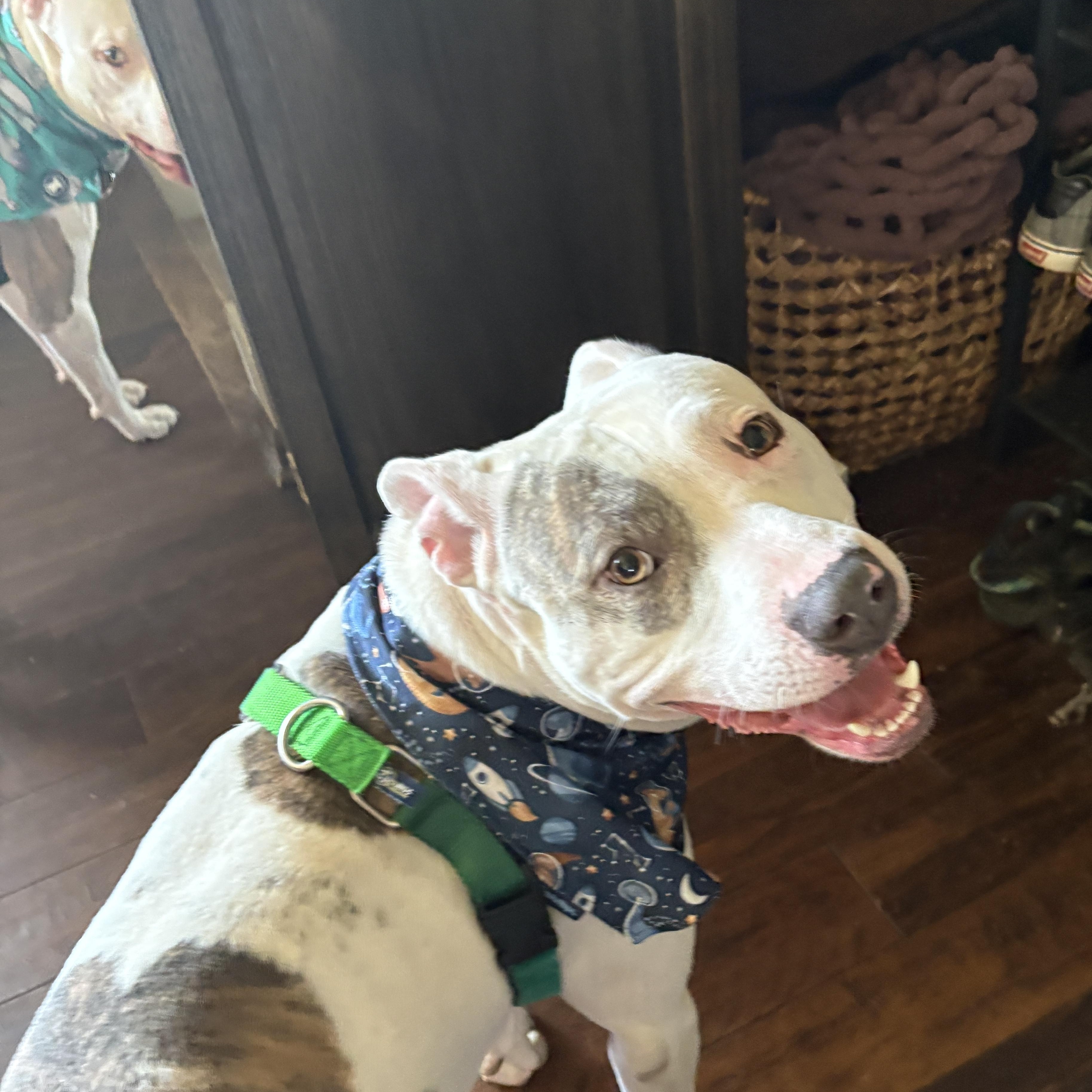 Enlarge Gus, a ADOPTABLE Pit Bull Terrier in Westchester, IL image 4/5