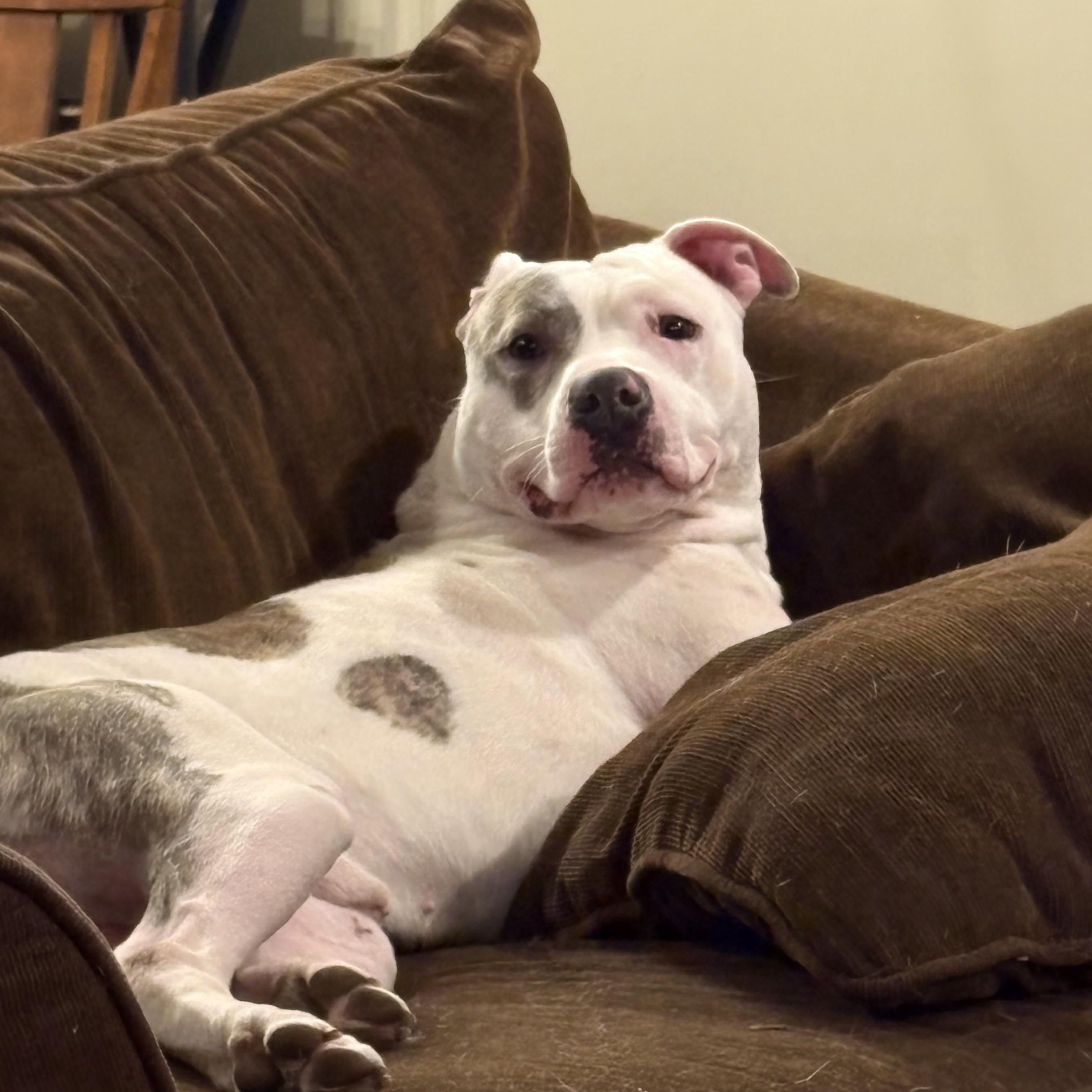 Enlarge Gus, a ADOPTABLE Pit Bull Terrier in Westchester, IL image 3/5
