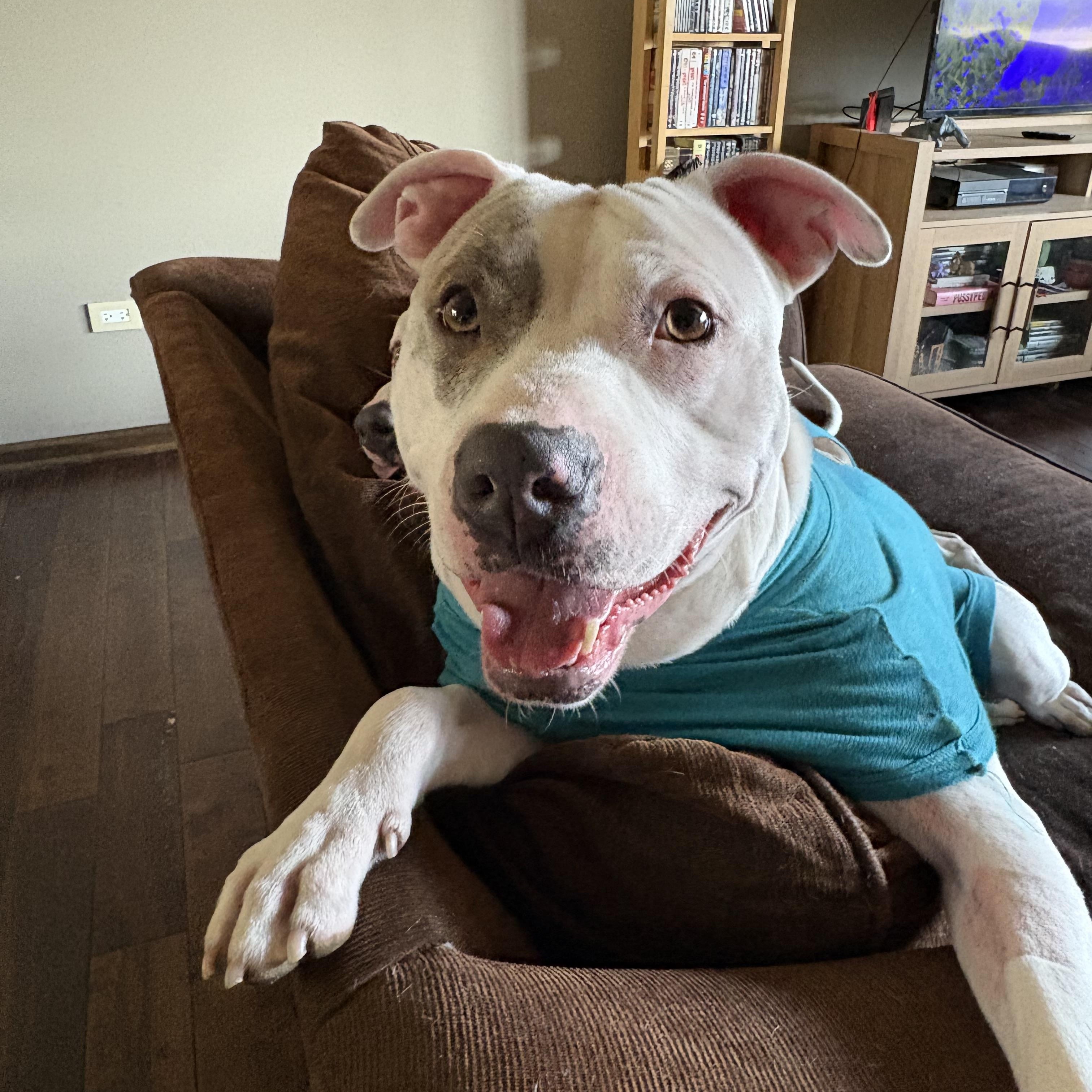 Gus, ADOPTABLE, Young Male Pit Bull Terrier.