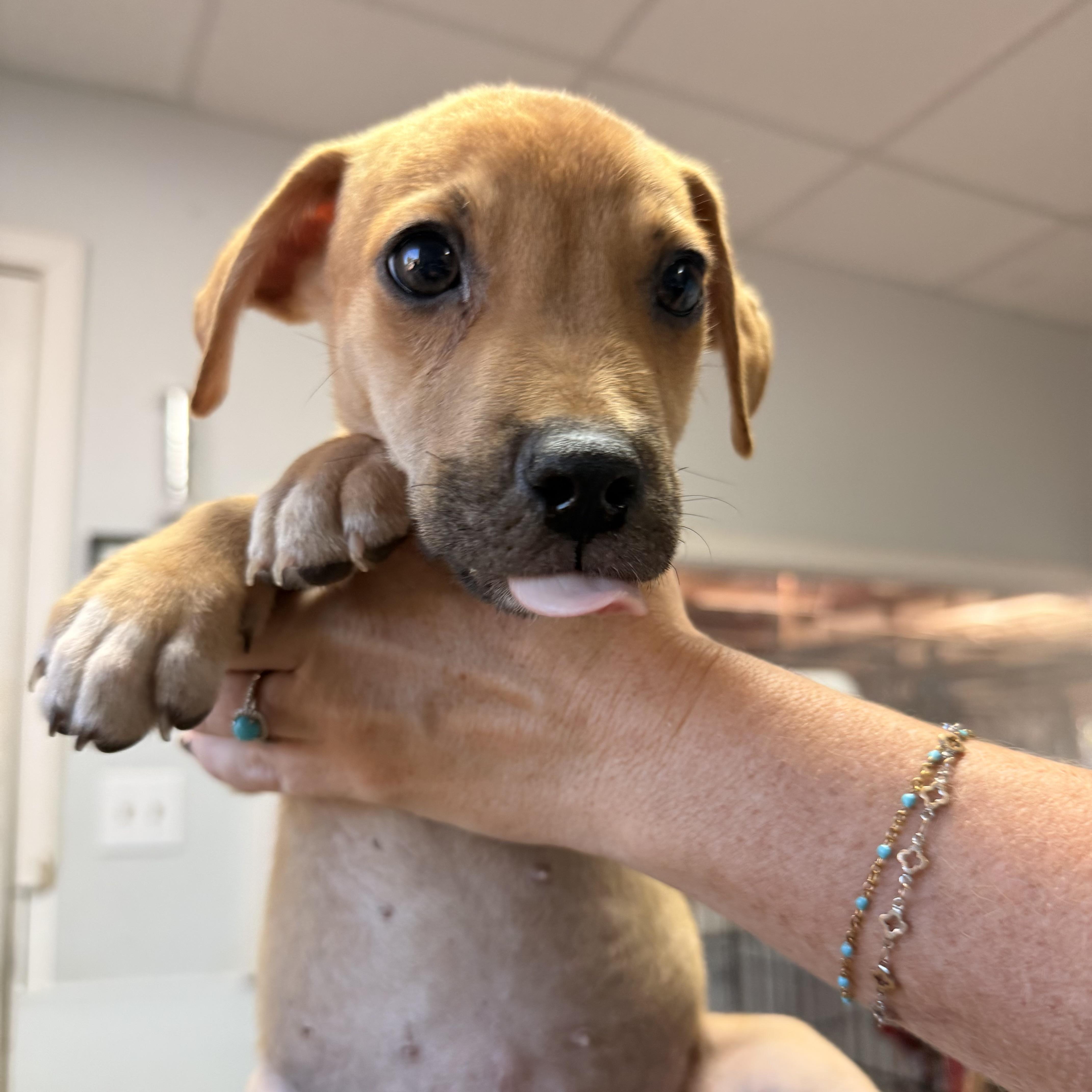 Enlarge Honeywell, a Adopted Mixed Breed in Stowe, VT image 4/6