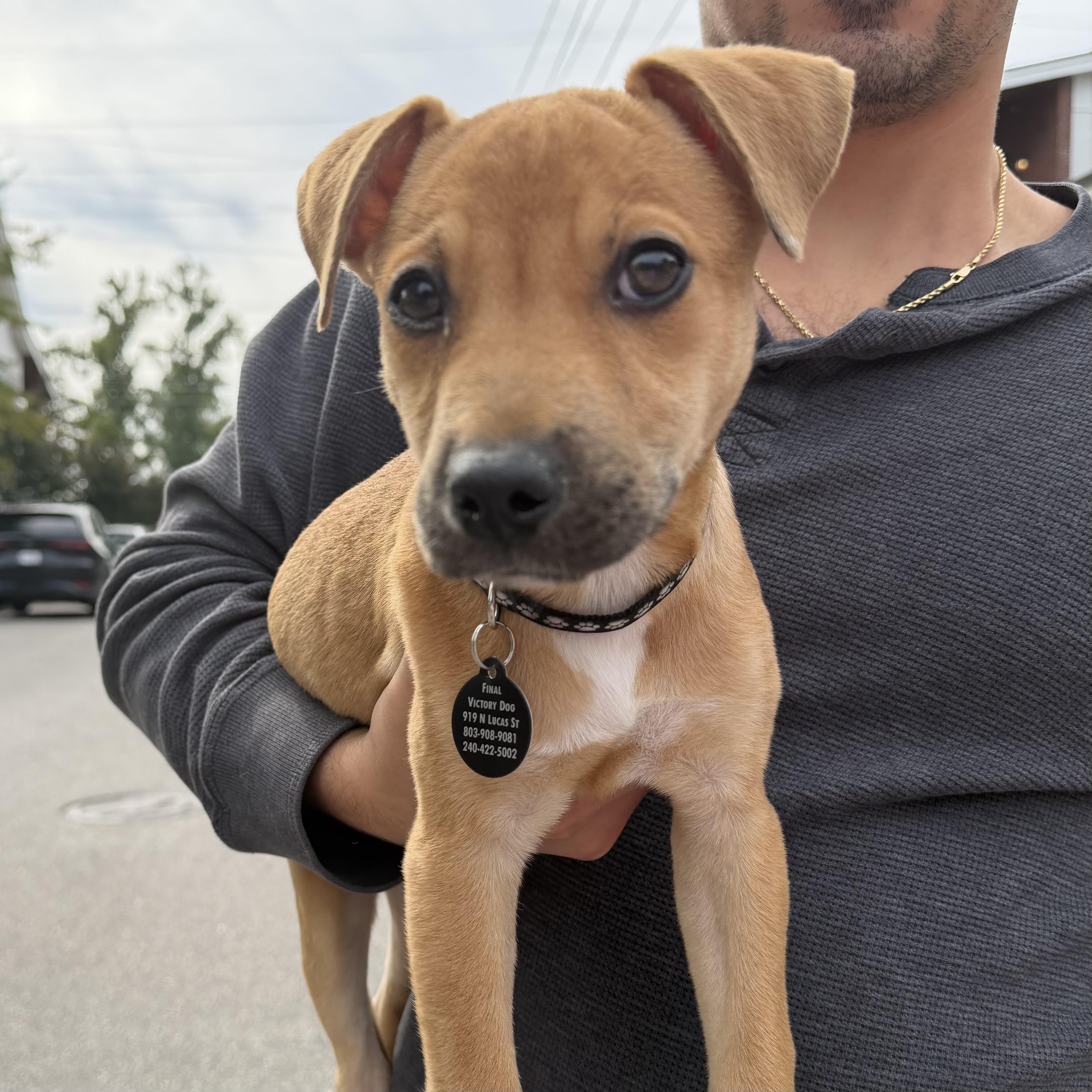 Honeywell, Adopted, Puppy Female Mixed Breed.