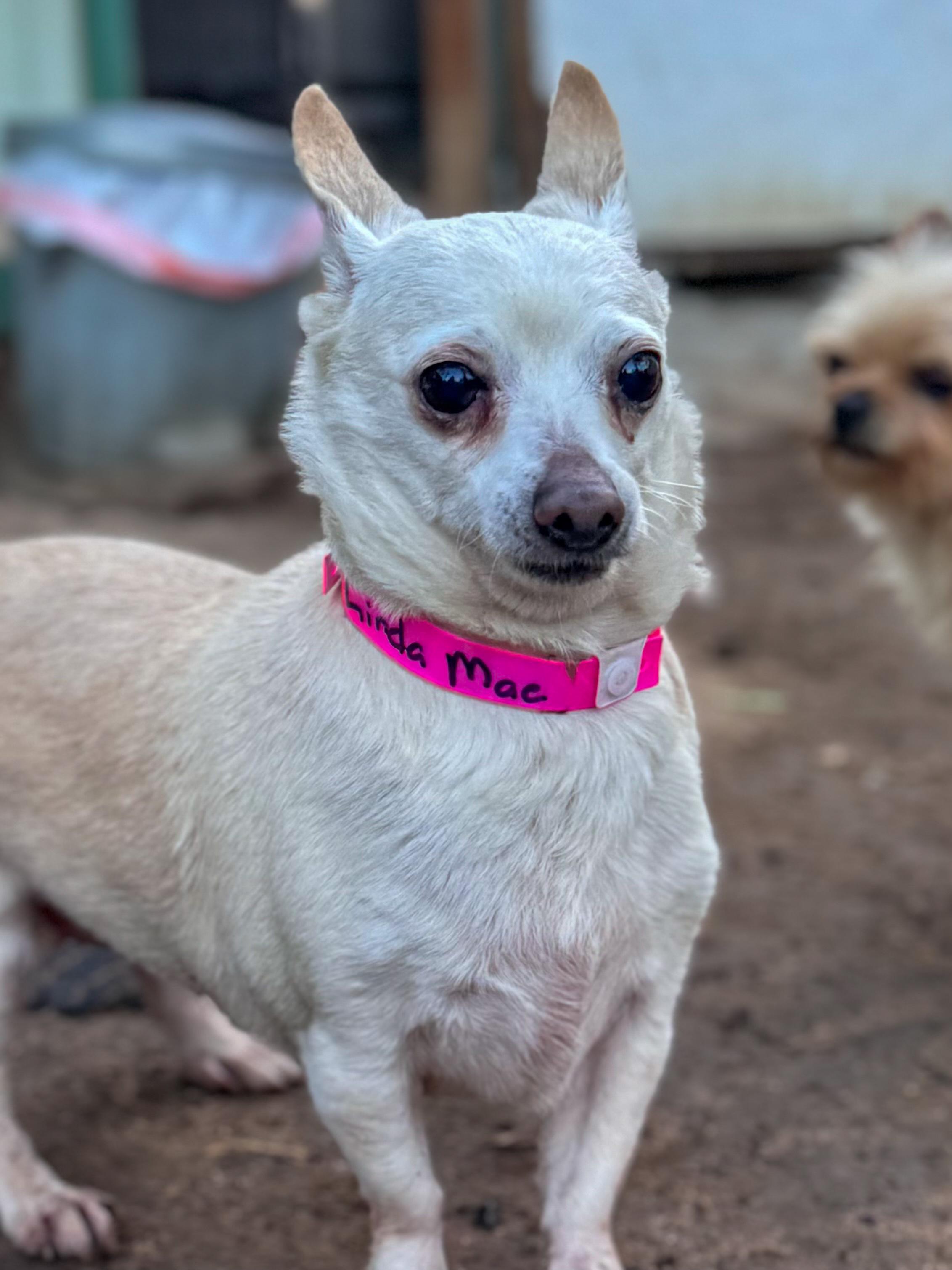 Enlarge LINDA MAE, a ADOPTABLE Chihuahua in Fresno, CA image 3/4