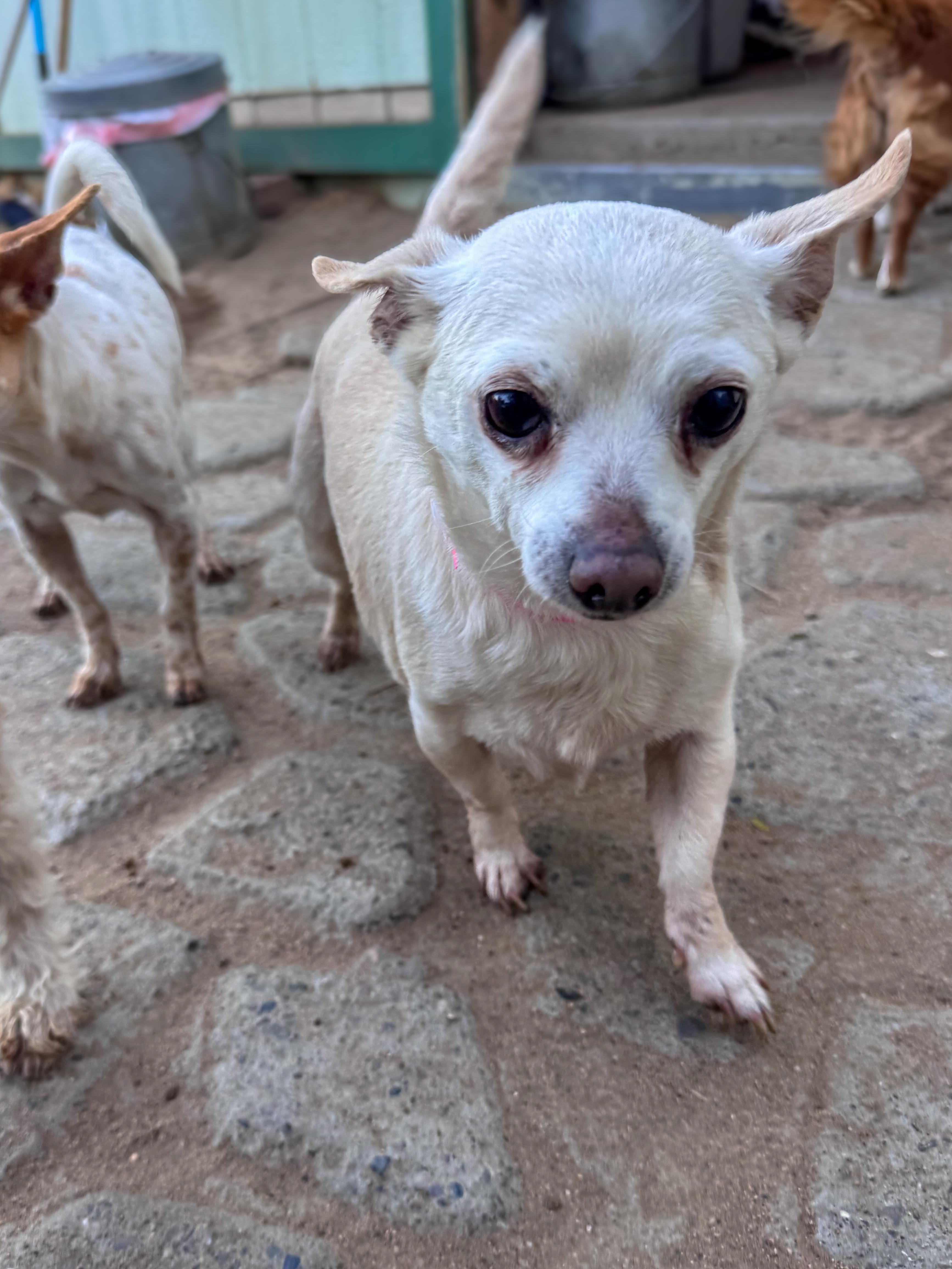 Enlarge LINDA MAE, a ADOPTABLE Chihuahua in Fresno, CA image 2/4