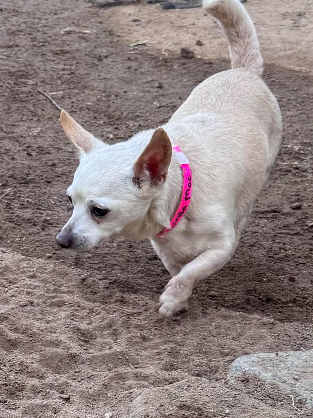 Enlarge LINDA MAE, a ADOPTABLE Chihuahua in Fresno, CA image 1/4