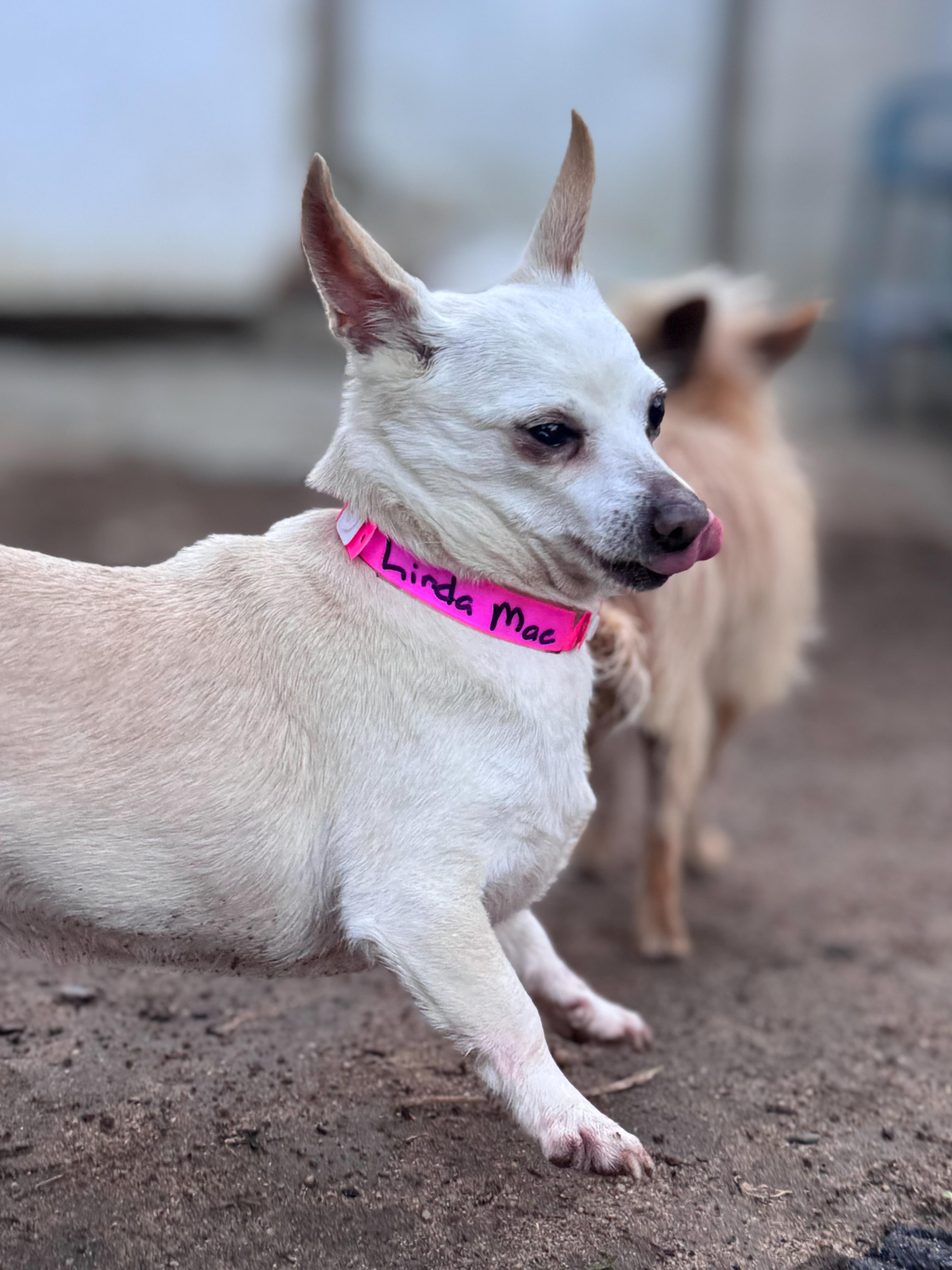 Enlarge LINDA MAE, a ADOPTABLE Chihuahua in Fresno, CA image 4/4