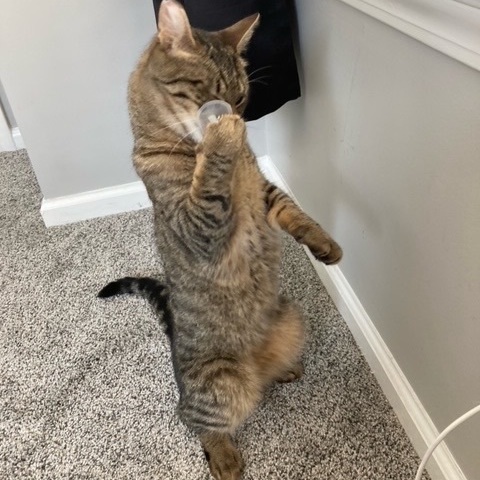 Enlarge Freddy , a Adoptable Domestic Short Hair in Philadelphia, PA image 10/12