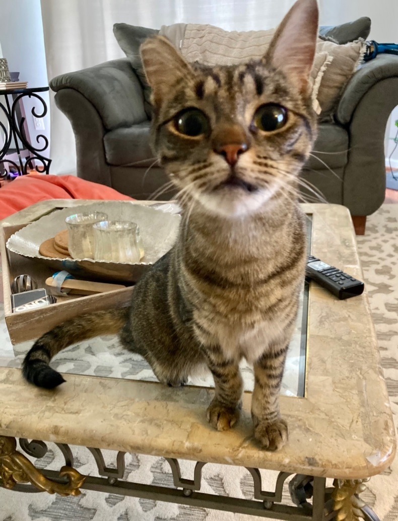 Enlarge Freddy , a Adoptable Domestic Short Hair in Philadelphia, PA image 12/12