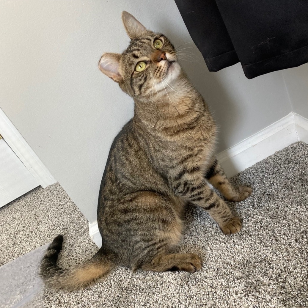 Enlarge Freddy , a Adoptable Domestic Short Hair in Philadelphia, PA image 8/12