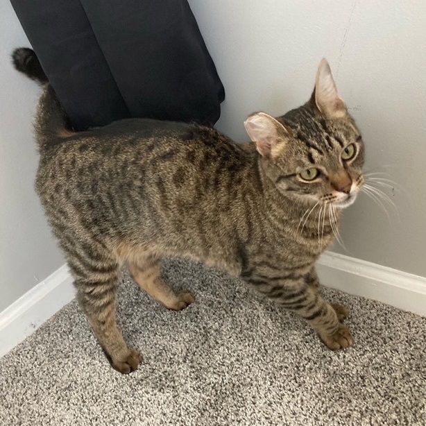 Enlarge Freddy , a Adoptable Domestic Short Hair in Philadelphia, PA image 9/12