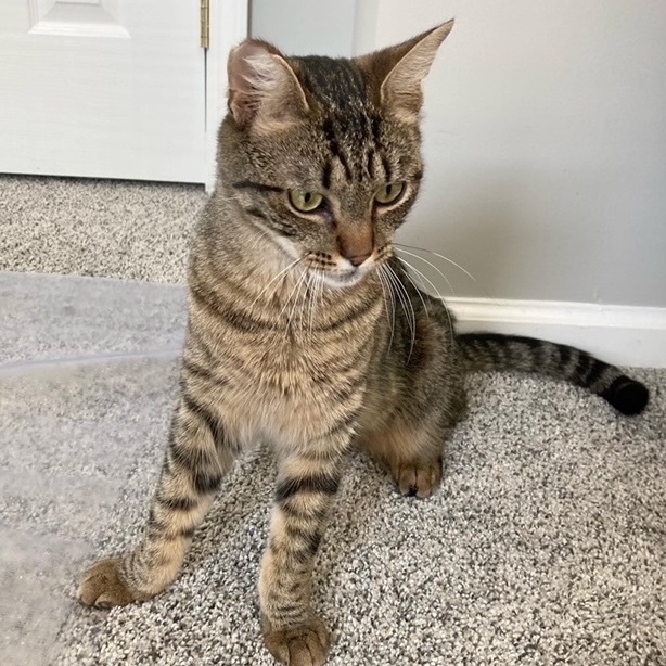 Freddy , a Adoptable Domestic Short Hair in Philadelphia, PA image 1/12