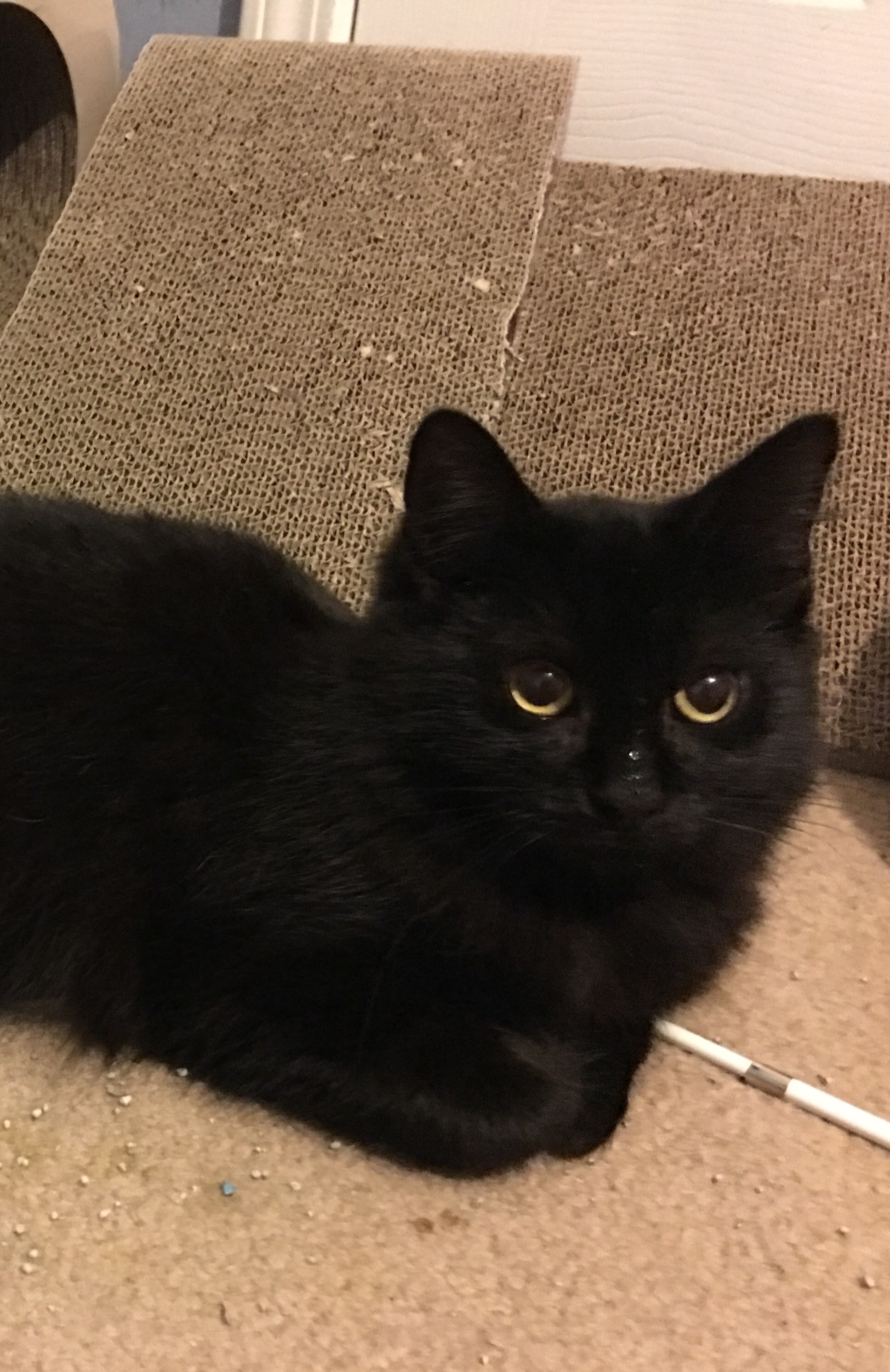 Pierre
