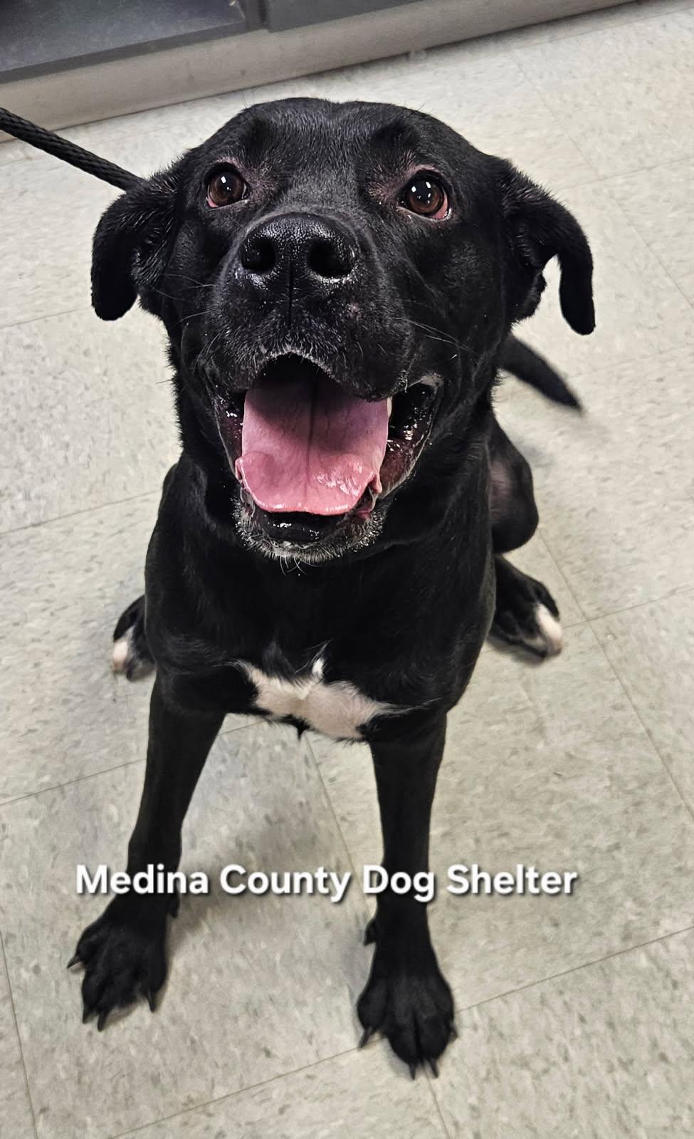 Midnight, ADOPTABLE, Adult Female Black Labrador Retriever.