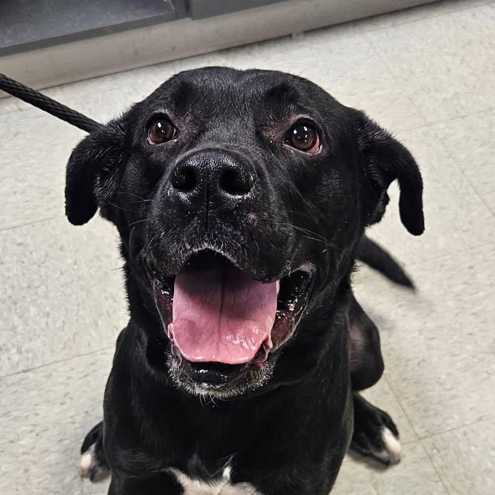 Enlarge Midnight, a ADOPTABLE mixed breed in Medina, OH image 1/1