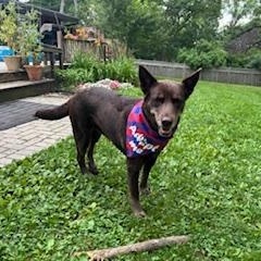 Ruby, Adopted, Adult Female Australian Kelpie.