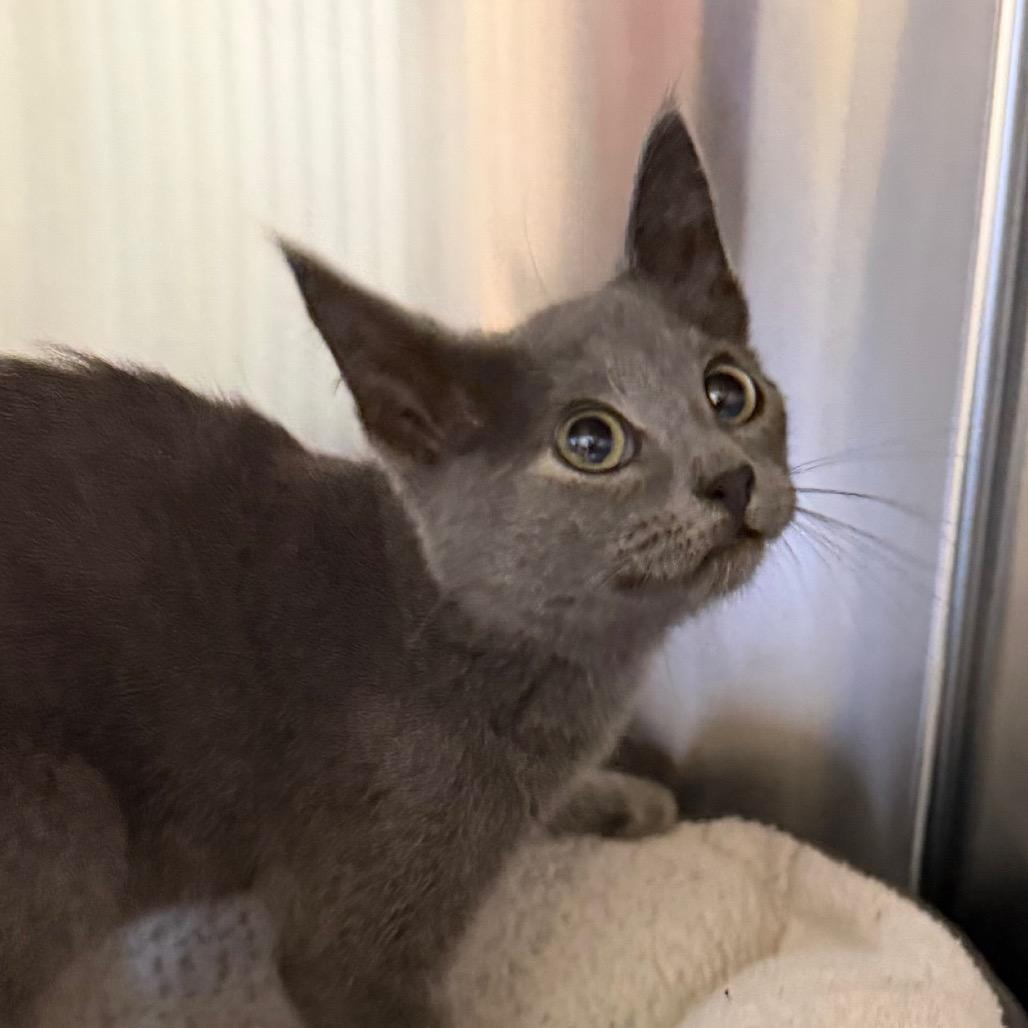 Enlarge Frank, a Adoptable Domestic Short Hair in Mankato, MN image 1/1