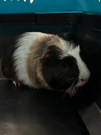 Reese, Adoptable, Young Male Guinea Pig & Guinea Pig.