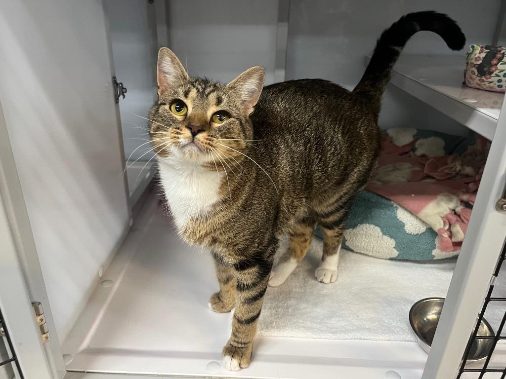 Basil Gimlet, Adoptable, Young Female Domestic Short Hair.