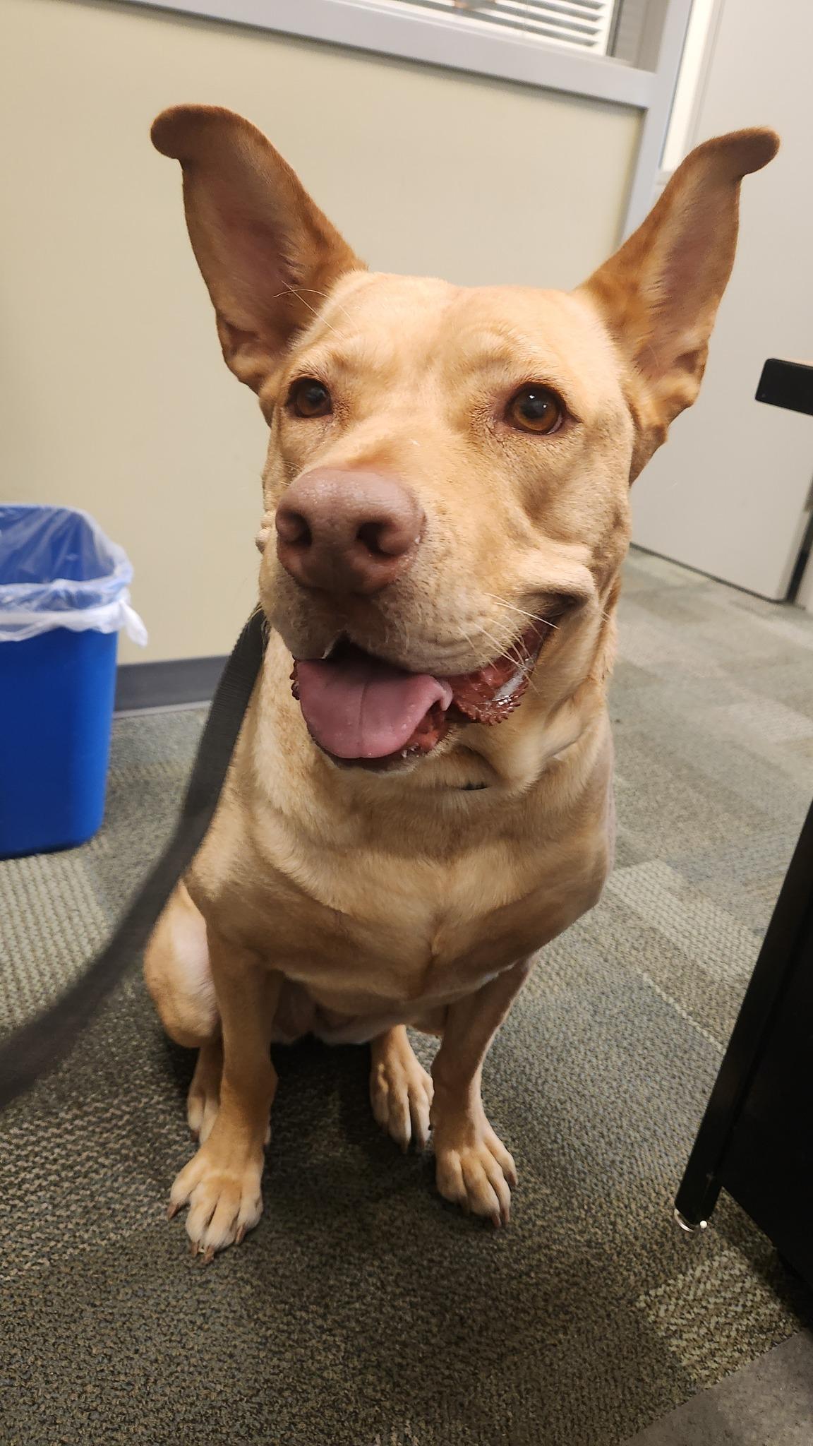 Enlarge Frosting: RIDGE DOG IN TRAINING PRISON FACILITY Adoption PAID FOR, a Adoptable mixed breed in Othello, WA image 2/5