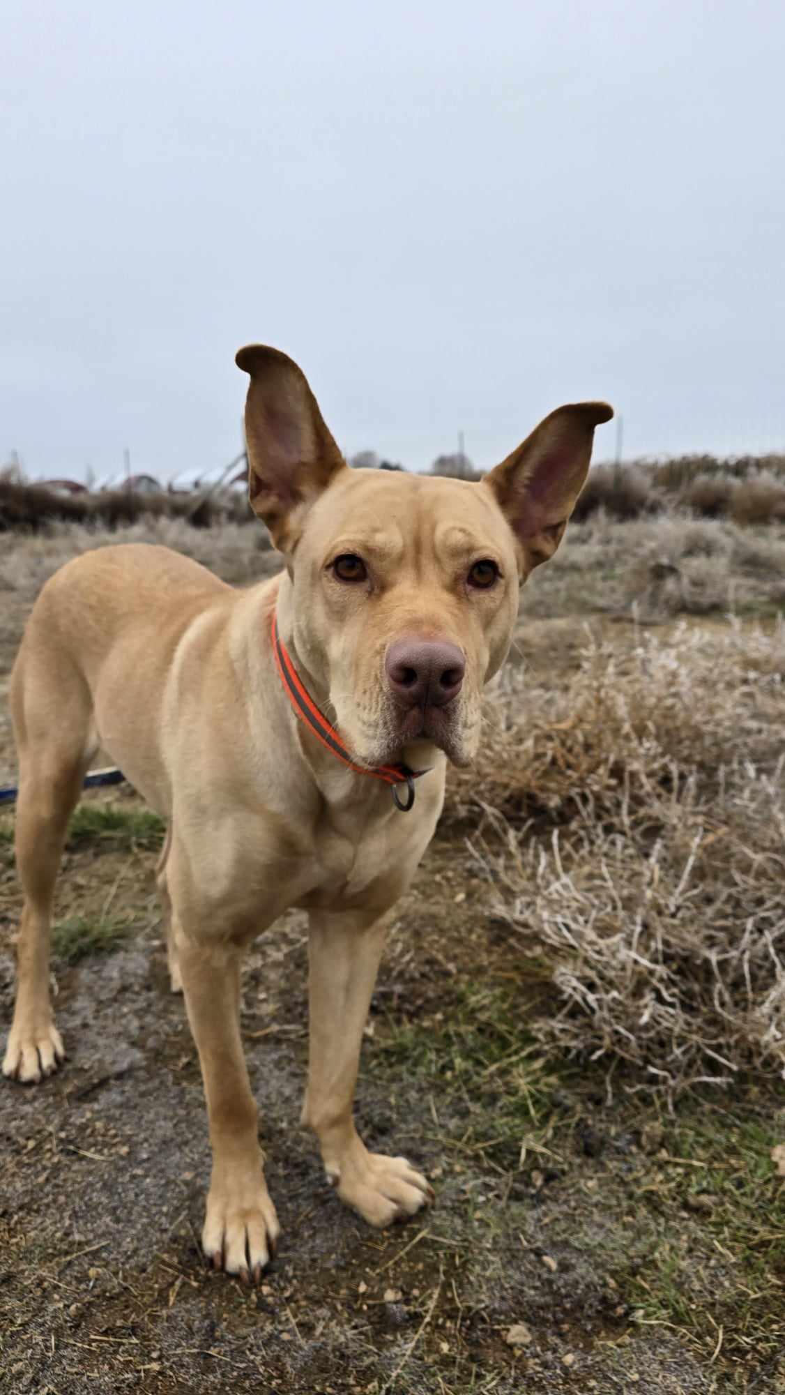 Enlarge Frosting: RIDGE DOG IN TRAINING PRISON FACILITY Adoption PAID FOR, a Adoptable mixed breed in Othello, WA image 2/4