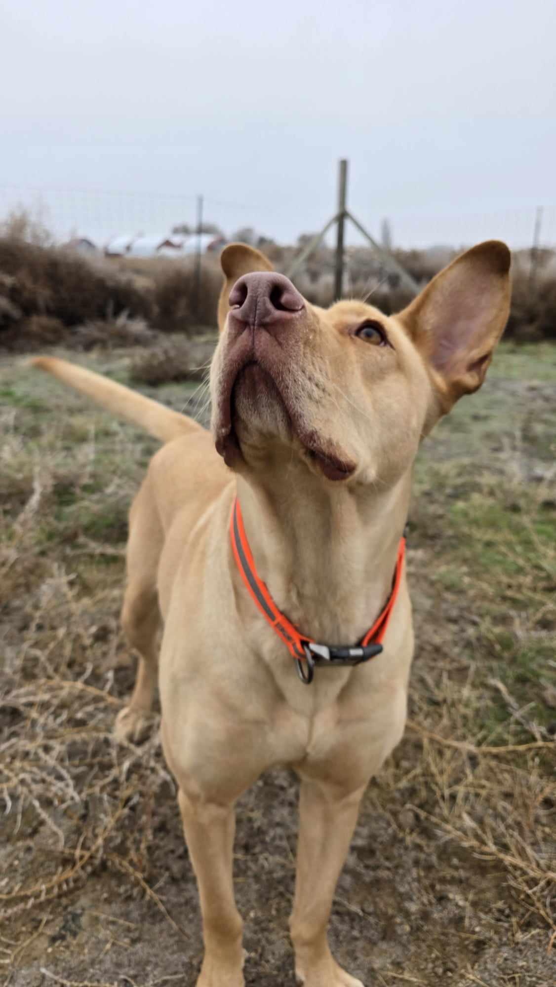 Enlarge Frosting: RIDGE DOG IN TRAINING PRISON FACILITY Adoption PAID FOR, a Adoptable mixed breed in Othello, WA image 3/4