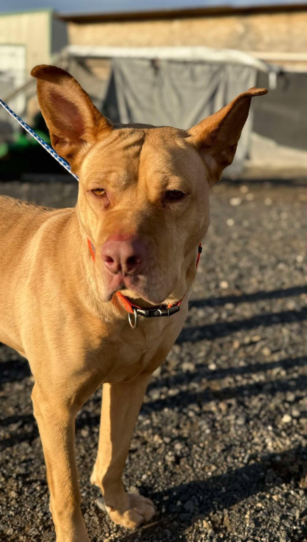 Frosting: RIDGE DOG IN TRAINING PRISON FACILITY Adoption PAID FOR, Adult Female unknown