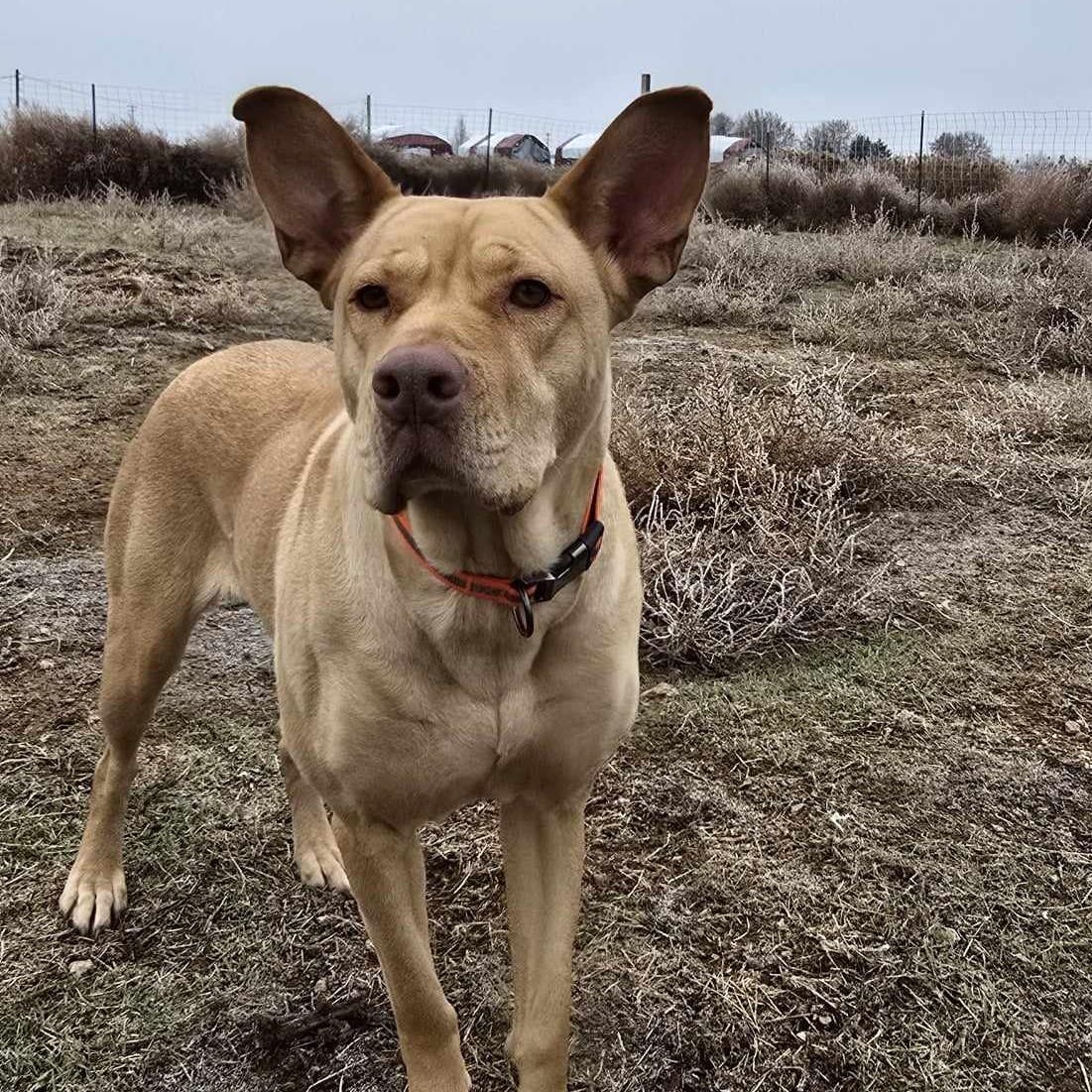 Enlarge Frosting: RIDGE DOG IN TRAINING PRISON FACILITY Adoption PAID FOR, a Adoptable mixed breed in Othello, WA image 1/5