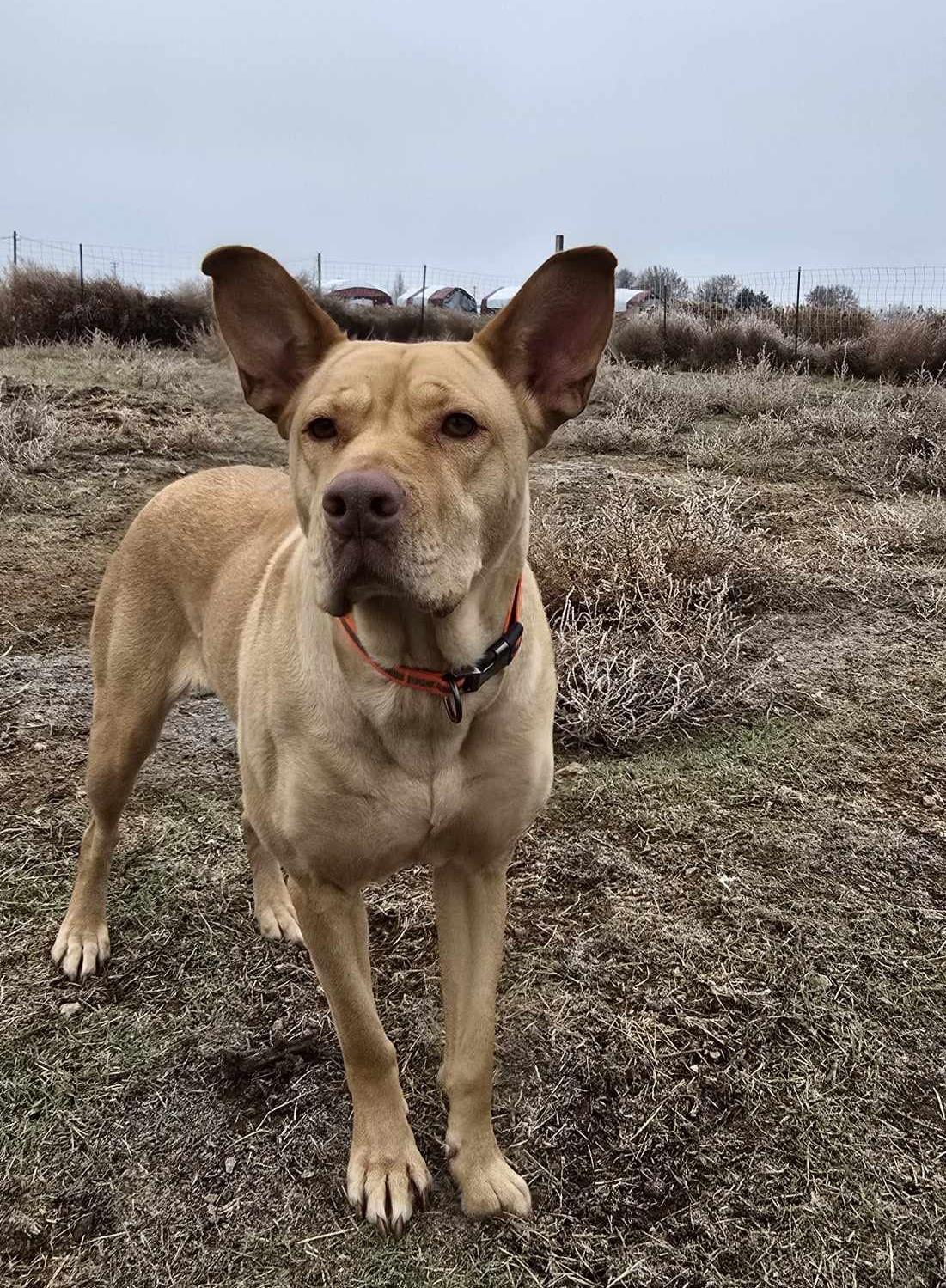 Enlarge Frosting: RIDGE DOG IN TRAINING PRISON FACILITY Adoption PAID FOR, a Adoptable mixed breed in Othello, WA image 4/4