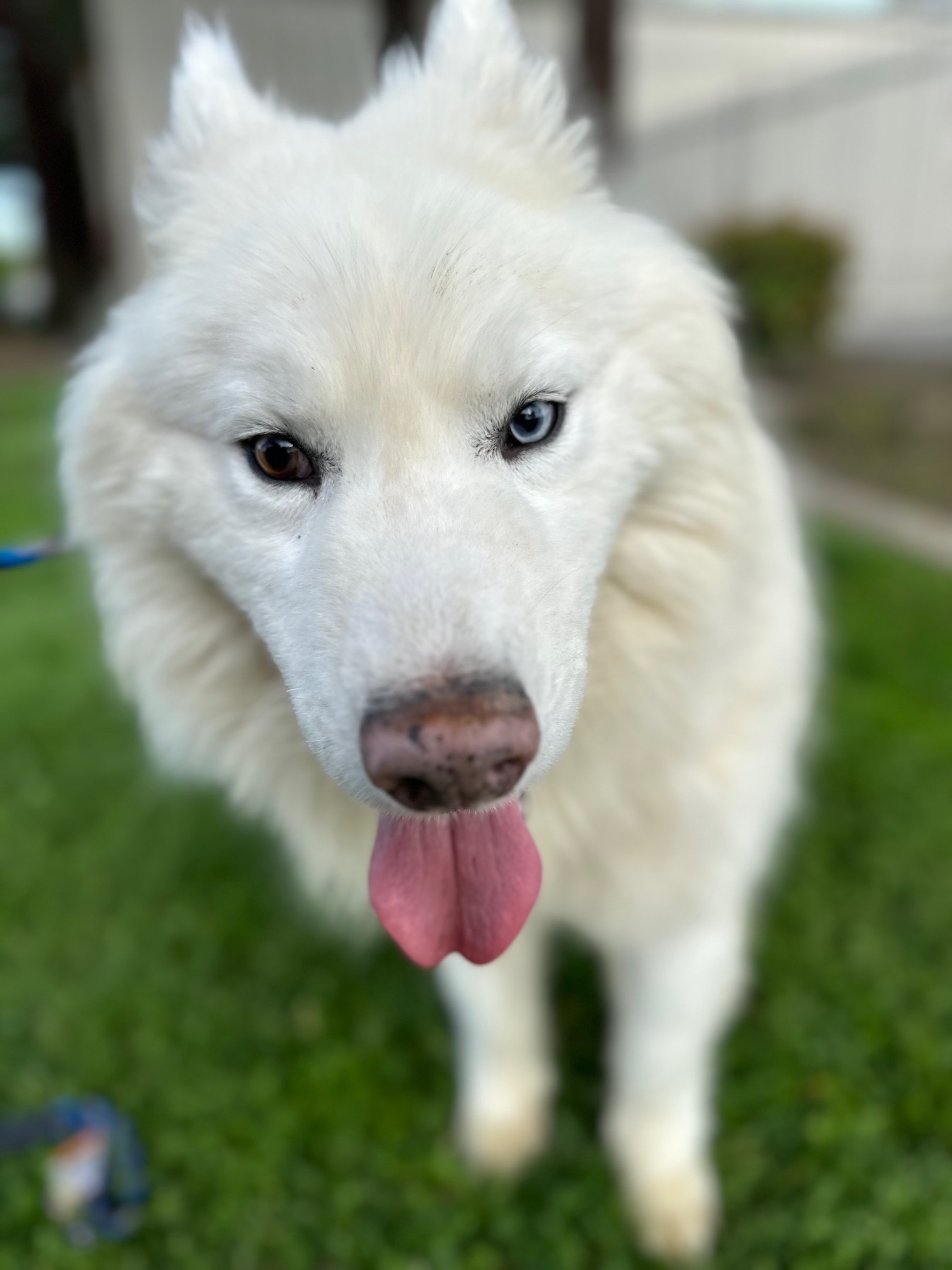 Wylie, Adoptable, Adult Male Samoyed.
