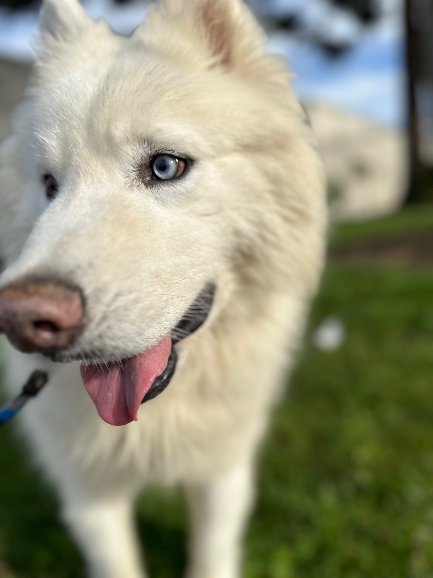 Enlarge Wylie, a Adoptable Samoyed in San Rafael, CA image 2/4